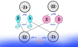 نحوه شکل گیری فرزند دختر و پسر | تعیین جنسیت جنین با مرد است یا زن