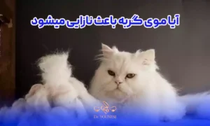 آیا موی گربه باعث نازایی میشود