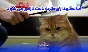 آیا نگهداری گربه باعث نازایی می شود