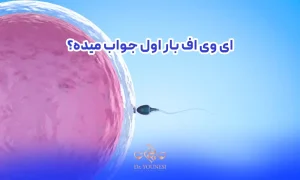 ایا ای وی اف بار اول جواب میده