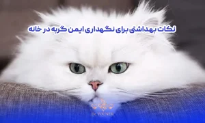 نکات بهداشتی برای نگهداری ایمن گربه در خانه
