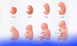 محاسبه هفته بارداری آنلاین و نحوه محاسبه هفته های بارداری