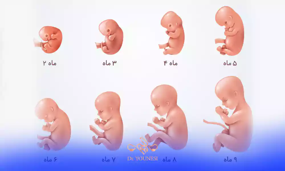 محاسبه هفته بارداری آنلاین و نحوه محاسبه هفته های بارداری