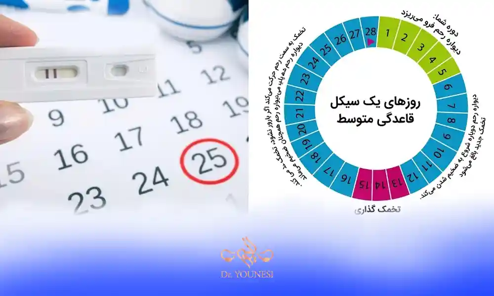 نحوه محاسبه تاریخ تخمک گذاری